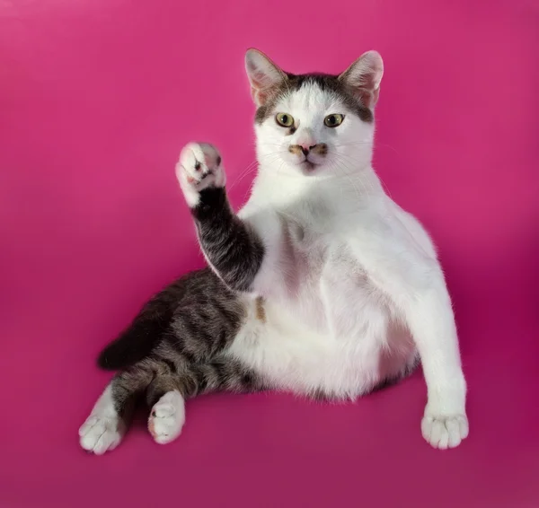 Gatito blanco agresivo adolescente con manchas negras sentado en pin — Foto de Stock