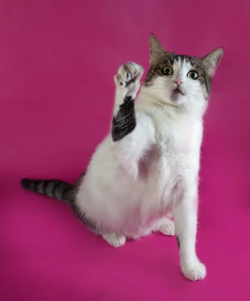 Vit med fläckar fett katt spelar på pink — Stockfoto
