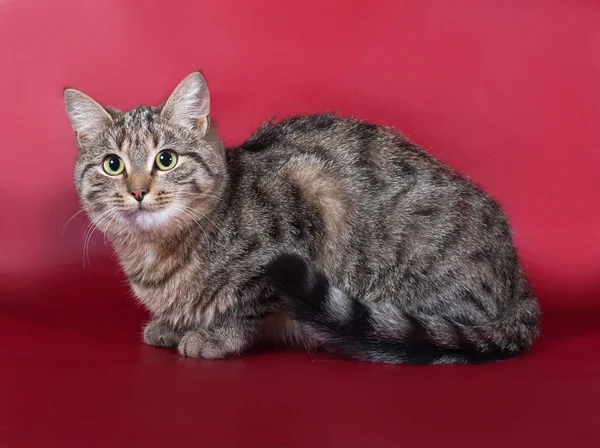 Tabby-Katze sitzt auf Burgund — Stockfoto