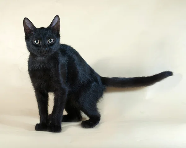 Black kitten standing on yellow — Stock Photo, Image