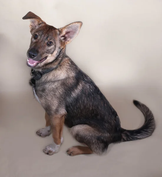 Graues Hundehalsband sitzt auf grau — Stockfoto