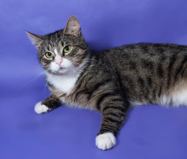 White and striped spotted cat lying on blue — Stock Photo, Image