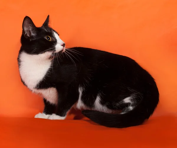 Czarno-biały kotek siedzi na pomarańczowy — Zdjęcie stockowe