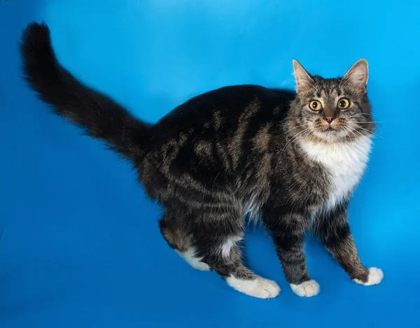 Tabby a pelo lungo e gatto bianco che si intrufola sul blu — Foto Stock