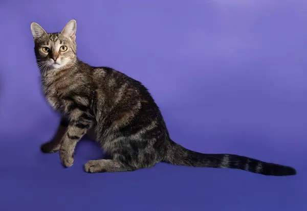 Leylak tekir kedi ayakta — Stok fotoğraf