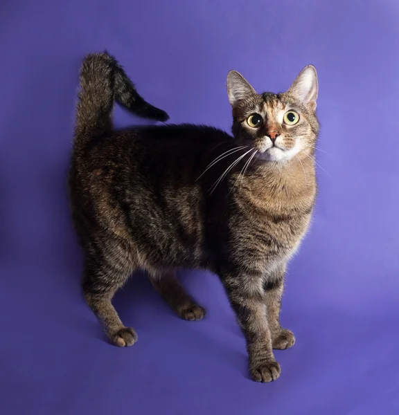 Gatto da tavolo in piedi sul lilla — Foto Stock