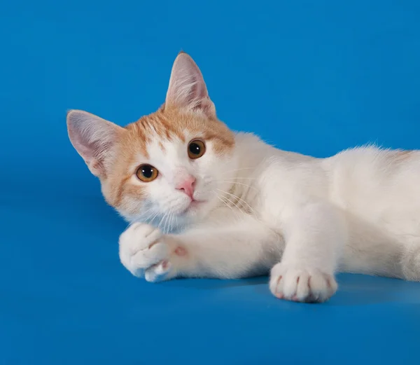 Biały i czerwony kotek kłamliwy na niebiesko — Zdjęcie stockowe