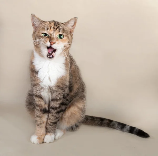 Tricolor rayas gato sentado en gris —  Fotos de Stock