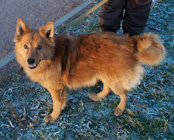 Rousse pelucheux chien debout sur l'herbe — Photo