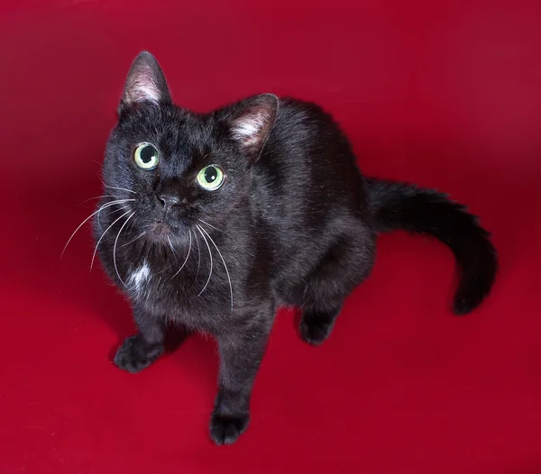 Black cat with green eyes sitting on burgundy — Stock Photo, Image