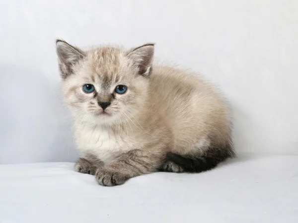 Seal punkt kattunge med blå ögon sitter på grå — Stockfoto