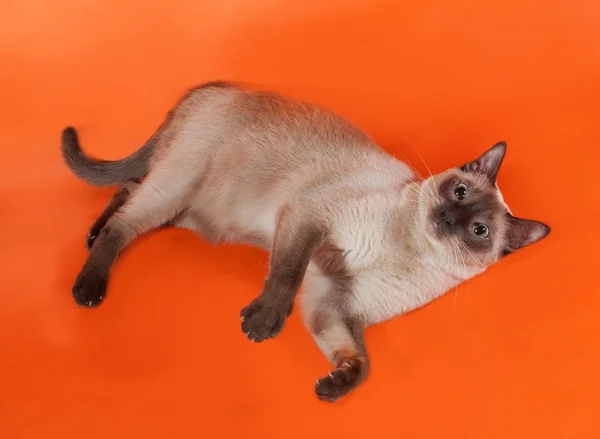 Thailändische Katze mit blauen Augen auf orange liegend — Stockfoto