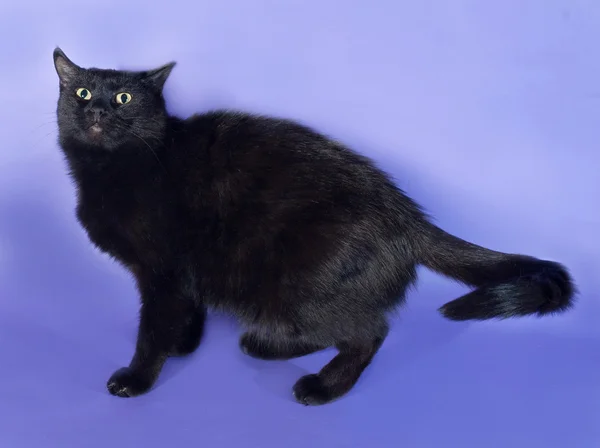 Černá kočka stojící na Lila — Stock fotografie