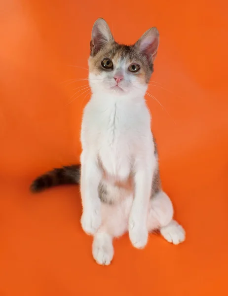 Tricolor kitten standing on rear legs on orange — стоковое фото
