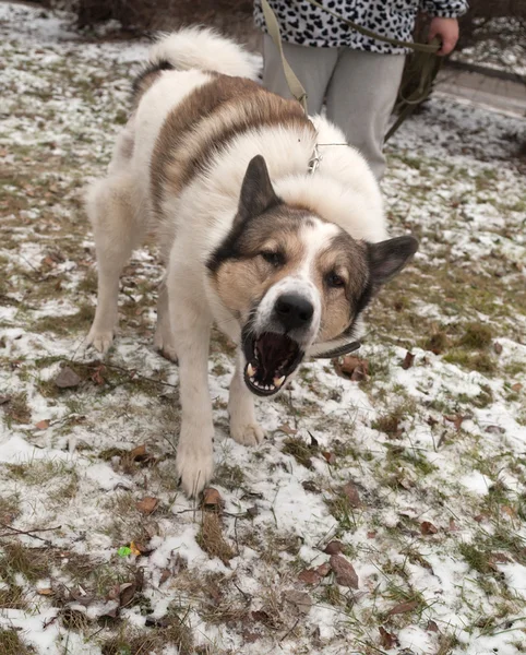 Wit gevlekte hond aan de leiband blaft agressief — Stockfoto