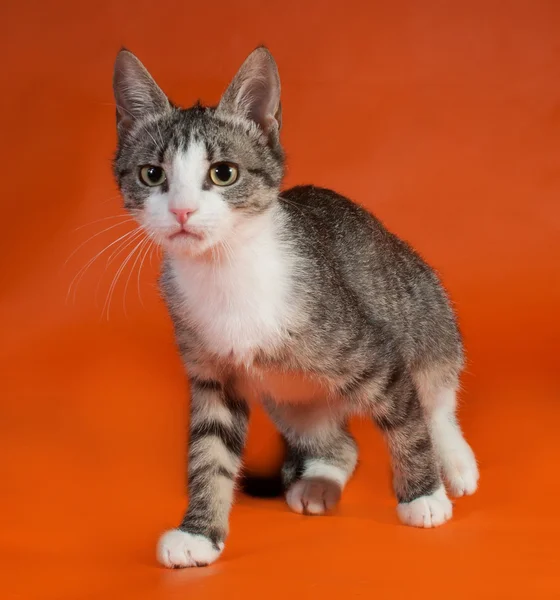 Gestreept met wit kitten staande op oranje — Stockfoto