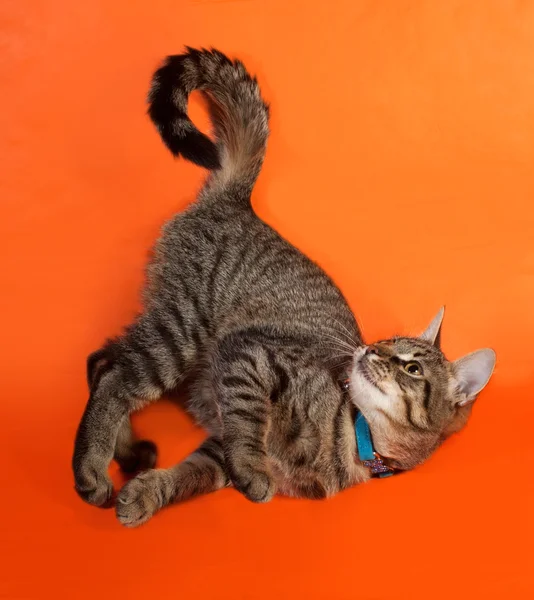 Tabby kitten met gele ogen in blauwe kraag spelen op oranje — Stockfoto