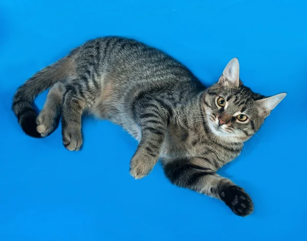 Tabby kitten met gele ogen liggend op blauw — Stockfoto