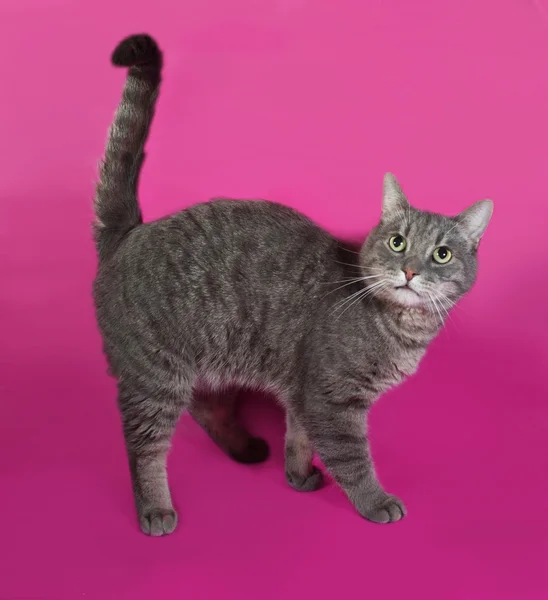 Striped gray cat standing on pink — Stock Photo, Image