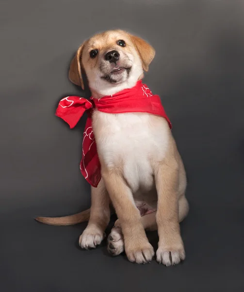 Küçük sarı köpek yavrusu kırmızı bandana gri üzerine oturan — Stok fotoğraf