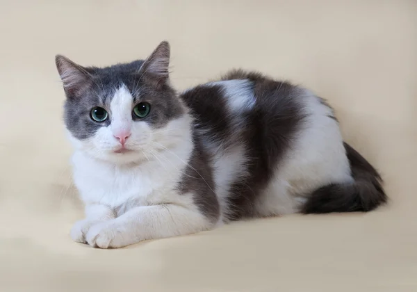 White cat with spots sitting on yellow — Stock Photo, Image