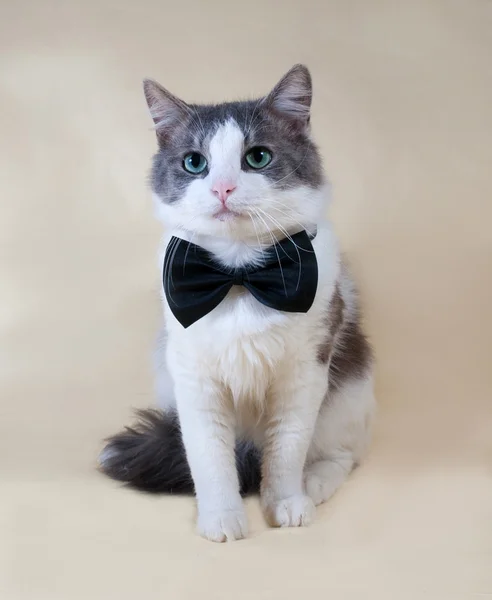 Gato blanco con manchas en pajarita sentado en amarillo — Foto de Stock