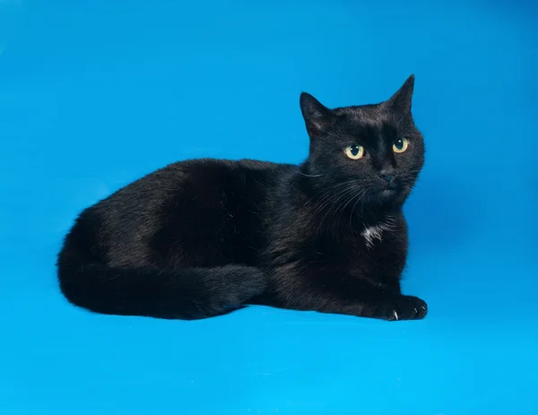Gato preto deitado no azul — Fotografia de Stock