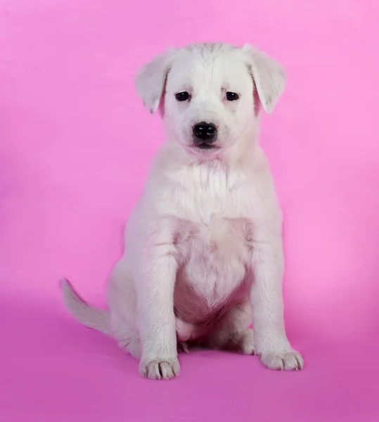 Cachorro blanco sentado en rosa — Foto de Stock