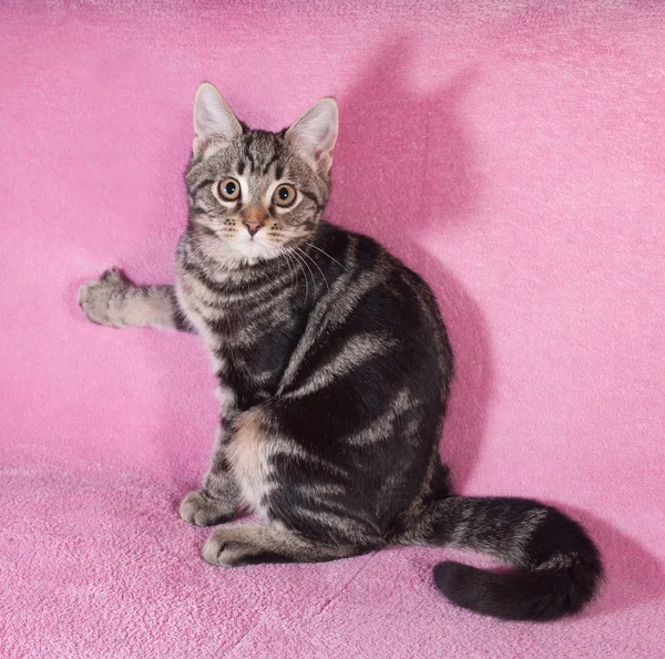 Tabby kissanpentu naarmuja vaaleanpunainen sohva — kuvapankkivalokuva