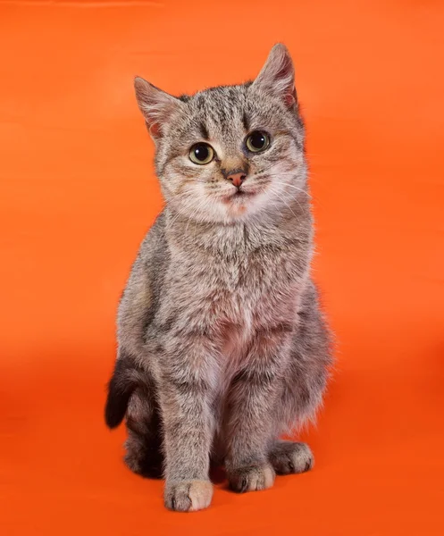 Pasiasty kot siedzi w orange — Zdjęcie stockowe