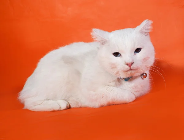 Vit katt med blå ögon liggande på orange — Stockfoto