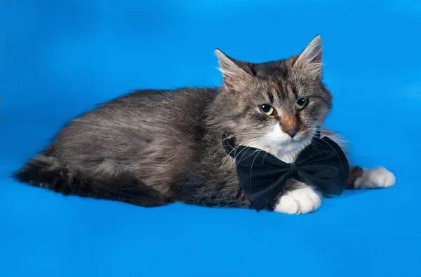 Flauschiges gestromtes und weißes Kätzchen in Fliege liegt auf blau — Stockfoto