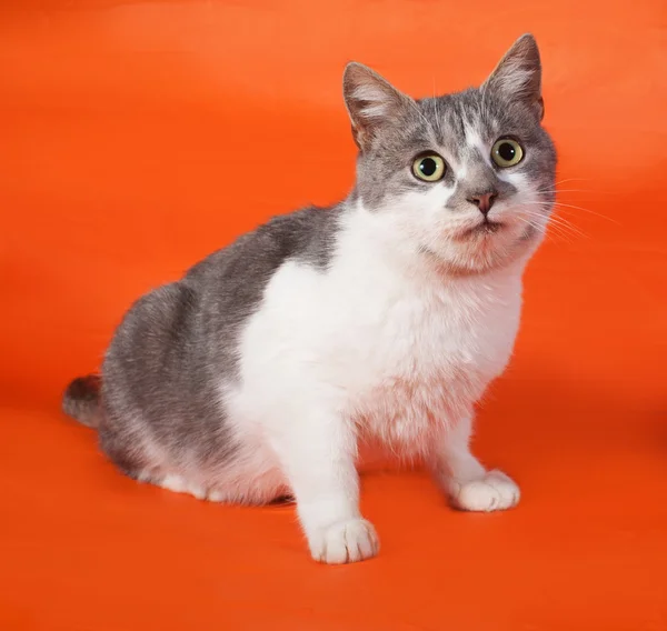 Witte en grijze kat, zittend op oranje — Stockfoto