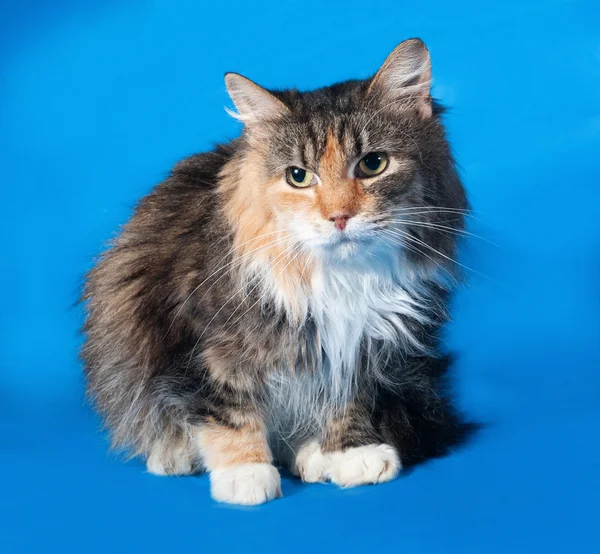 Tricolor cat sitting on blue — Stock Photo, Image