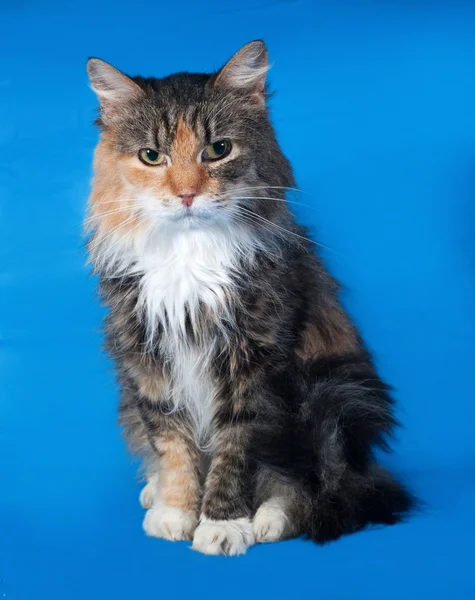 Tricolor cat sitting on blue — Stock Photo, Image