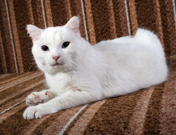 Gato branco com olhos azuis deitado no sofá — Fotografia de Stock