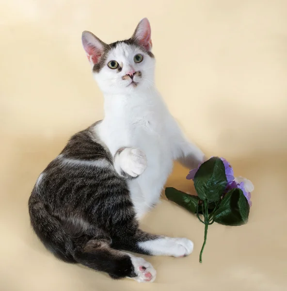 White cat with spots teenager sitting next to red flower on yell — Stock Photo, Image