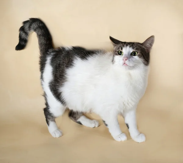 White fat cat with spots standing on yellow — Stock Photo, Image