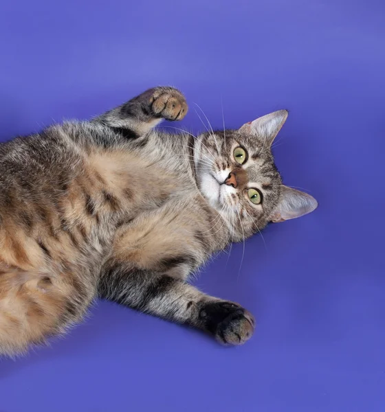 Dikke gestreepte kat liggend op haar rug op blauw — Stockfoto