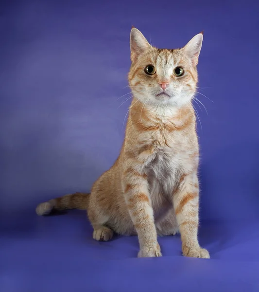 Ginger tabby gatto seduto su blu — Foto Stock