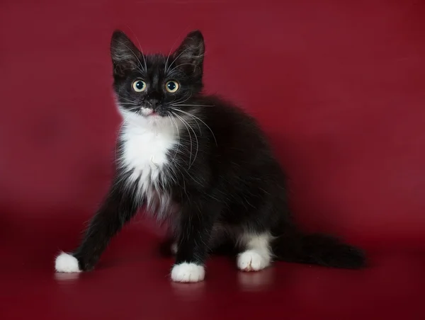 Zwart-wit pluizig kitten sluipen op Bourgondië — Stockfoto