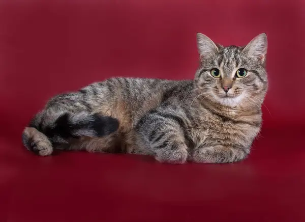 Табби-кот лежит на бордовом — стоковое фото
