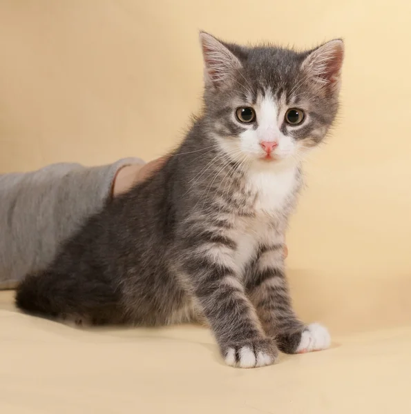 Fluffy small striped kitten sitting on yellow — Stock Photo, Image