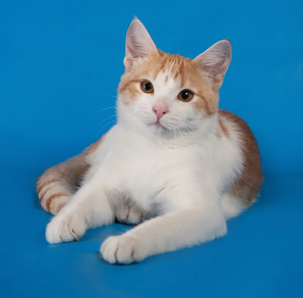 Chaton blanc et rouge couché sur bleu — Photo