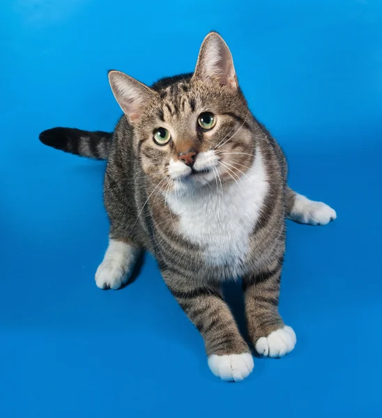 Tabby and white cat lying on blue — Stock Photo, Image