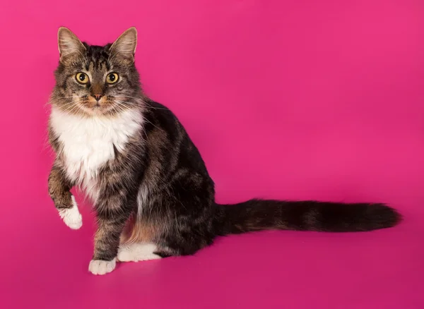 Longhaired tabby and white cat sitting on pink — Stock Photo, Image