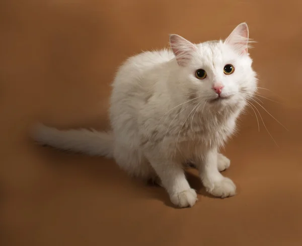 Fluffig vit katt sitter på golden — Stockfoto