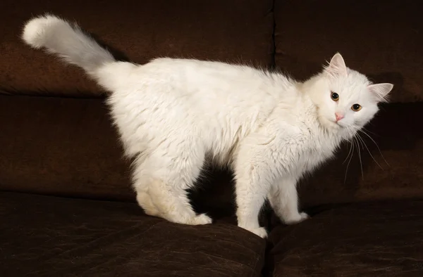 Chat blanc moelleux debout sur le canapé — Photo