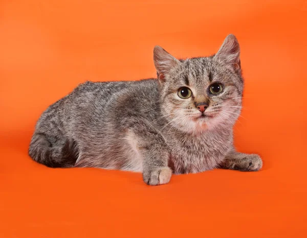 Gestreepte kitten ligt op oranje — Stockfoto