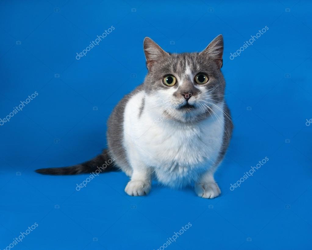 Chat Gris Et Blanc Sur Bleu Photographie Darzyhanna